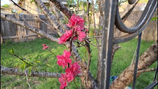 A quick look around my Garden Peach treesroses etcmany buds [upl. by Tomasz146]