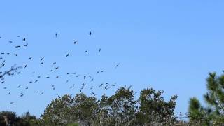 Tree Swallow Flight at Ft Pickens [upl. by Iruahs]