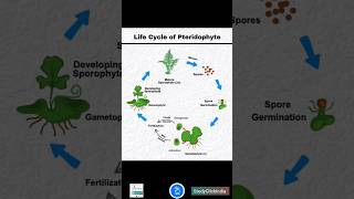 Life Cycle of a Pteridophyte Fern  NEET ke dosto ke sath share karo fata fat [upl. by Htiduy]