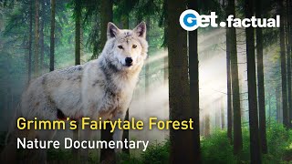 Grimms Forest The Nature of Fairy Tales  Full Documentary [upl. by Ilram468]