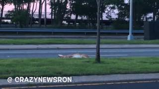 Deer Brutally Hit by CAR [upl. by Tiedeman]