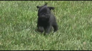 Black Pug Puppy playing Outside [upl. by Iras828]