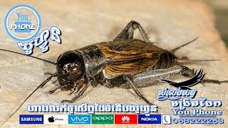 សំលេងចង្រិតដែក Gryllus Veletis [upl. by Atig682]