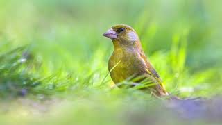 10 uur  Het lied van de Groenling  Natuur en vogel geluiden om te ontspannen of voor meditatie [upl. by Schechinger]