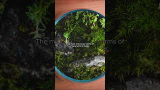 The different types of vivariums [upl. by Undine]