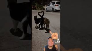 GATINHOS FOFINHOS liviamayumi youtubeshorts shortsvideo [upl. by Cly]