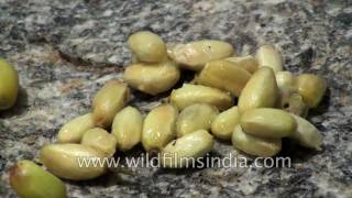 Neem nimoli fruit  Azadirachta indica  the wonder herb [upl. by Papp]