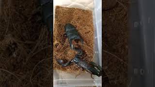 empero Scorpion vs dorcus titanus typhon  Scorpion vs stag beetle [upl. by Ragouzis]