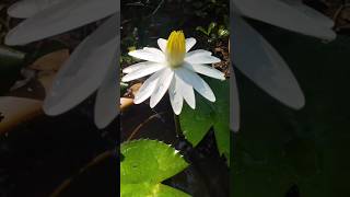 Nymphaea lotus🪷beautifulgardenyoutubeshorts short [upl. by Paula]