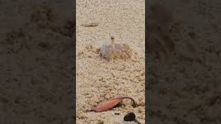 Hawaiian sand crabs are technically called “pallid ghost crabs” or Ocypode pallidula crustacean [upl. by Ahrens]