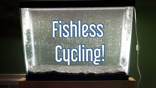 Fishless Cycling an Aquarium [upl. by Ynetruoc]