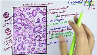 Histology of Parotid Gland\ Serous Salivary Gland Histology [upl. by Anerak]