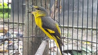 Mantenan Gunung Gacor Jernih Bikin Burung Bahan Cepat Nyaut [upl. by Ellehcir796]