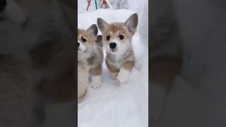 Cute dogs  funny dogs  dogs playing with snow  shorts [upl. by Delfine]