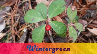 Wintergreen Gaultheria procumbens Basic Identification and Edible Parts [upl. by Mur10]