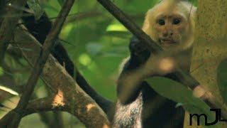 Capuchin Monkey Footage HD white faced monkeys  Costa Rica [upl. by Agon685]