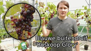 De ideale blauwe buitendruif Boskoop Glory [upl. by Sivrup]