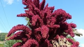 Harvesting A 10ft Tall Amaranth  WOW Ancient Heirlooms How To Harvest Amaranth [upl. by Enimasaj337]