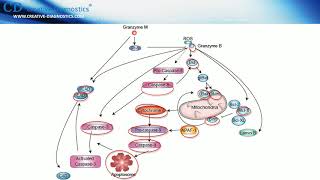 PerforinGranzyme Apoptosis Pathway [upl. by Leary229]