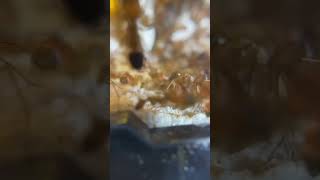 Camponotus Irritans Vip Pro Max ants hienkien taphoahienkien [upl. by Chicky]