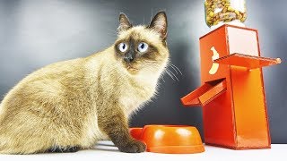 DIY Cat Food Dispenser from Cardboard at Home [upl. by Lacefield]