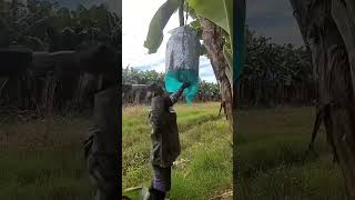 agriculture farmer banana satisfying comingsooon comingsong farming [upl. by Gui]