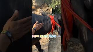 New Racer Jhota 🐃 buffalo bull viralvideo dairyfarm farmers farmerprotest farmer khetibadi [upl. by Caro806]