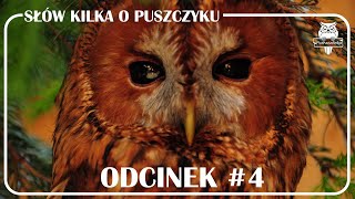 Odcinek 4  Słów kilka o puszczyku [upl. by Kcirdderf319]