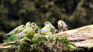 dzwońce i grubodziób  european greenfinches and hawfinch [upl. by Lemrej23]