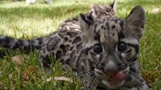 Baby Clouded Leopards  First Time Outside [upl. by Silevi]