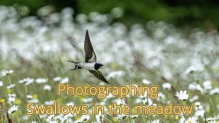 Photographing fast moving swallows in the meadow [upl. by Baylor]