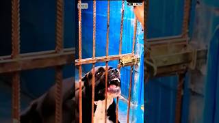 Aggressive Presa Canario Dog presacanario dog shorts viralshorts [upl. by Maddis]