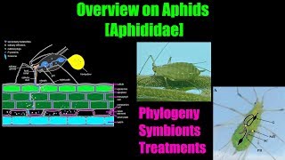 Overview of Aphids Aphididae [upl. by Pascasia]