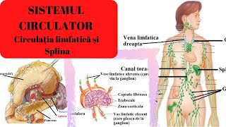 ADMITERE MEDICINA SISTEMUL CIRCULATOR 4 Circulatia limfatica si splina [upl. by Rihat919]