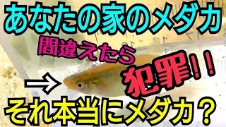 知らなきゃ犯罪者⁈ メダカと特定外来生物。 [upl. by Aiht]