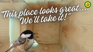 Fascinating View Point of Chickadees Selecting Their Bird House  CAMERA INSIDE [upl. by Mlehliw583]