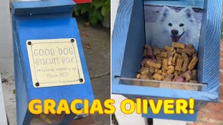 Perrito Encuentra una Caja Misteriosa en Paseo lo que Hay Dentro hace Llorar a Todos [upl. by Kenwood]