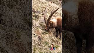 Gigantic antlers of the ibex animals cute [upl. by Peppel]