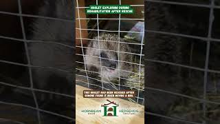 Hoglet exploring during rehabilitation after rescue  Hornbeam Wood Hedgehog Sanctuary [upl. by Ainafets565]