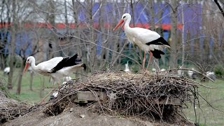 Niepłenosprawne bociany budują gniazda na ziemi i znoszą jaja [upl. by Anada640]