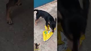 Bobi o cachorro obediente cachorro pincher pets amopets viralvideo amomeuspets vaiprofy [upl. by Janaye]