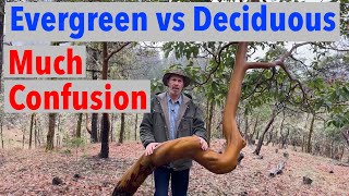 Evergreen vs Deciduous Confuses People Learn the Difference [upl. by Hiram]