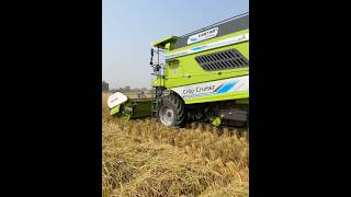 Harvesting Season A Journey Through the Fields Harvesting Agriculture FarmingLife [upl. by Lankton4]