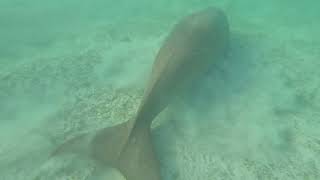 Gorgonia reef 8  Dugong [upl. by Wilkie567]