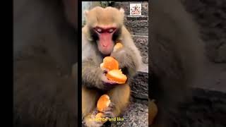 bhukha bandarbread eating monkeybanana and breadman and monkey [upl. by Mail]