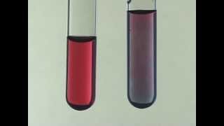 Citrate Synthesis of Gold Nanoparticles [upl. by Ahsatsana567]