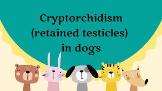 Cryptorchidism retained testicles in dogs [upl. by Loralyn]