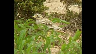 Stone Curlew Sound [upl. by Ynnal]