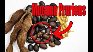 Unlocking the Power of Mucuna Pruriens [upl. by Yentiw]