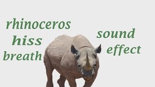 The Animal Sounds Rhinoceros Sounds  Sound Effect  Animation [upl. by Ahsal]